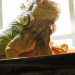 Story of Phoenix the Bearded Dragon Pet Lizard Rescue