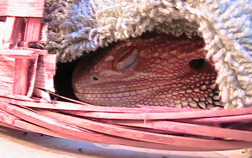 bearded dragon brumation symptoms - https://www.animalbliss.com