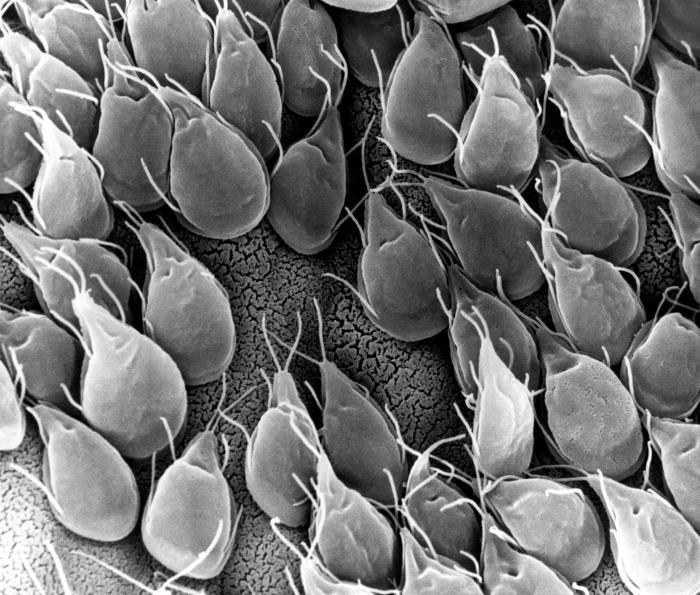what is giardia in dogs giardia in dogs what are the symptoms and treatment what is giardia in dogs giardia in dogs what are the symptoms and treatment