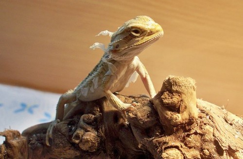 Bearded Dragon Shedding Process : What to Expect
