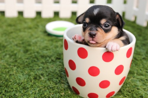 Why Your Dog Deserves Homemade Food