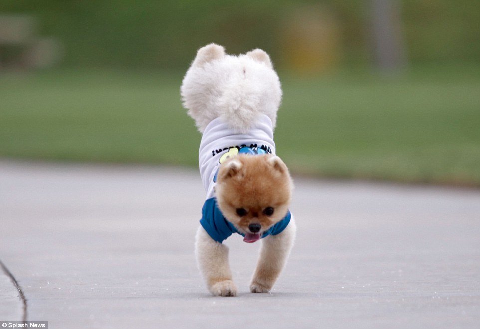 puppy tricks 6 tricks you should teach your animal bliss puppy tricks 6 tricks you should teach your animal bliss