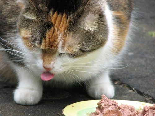 What causes a cat to vomit?