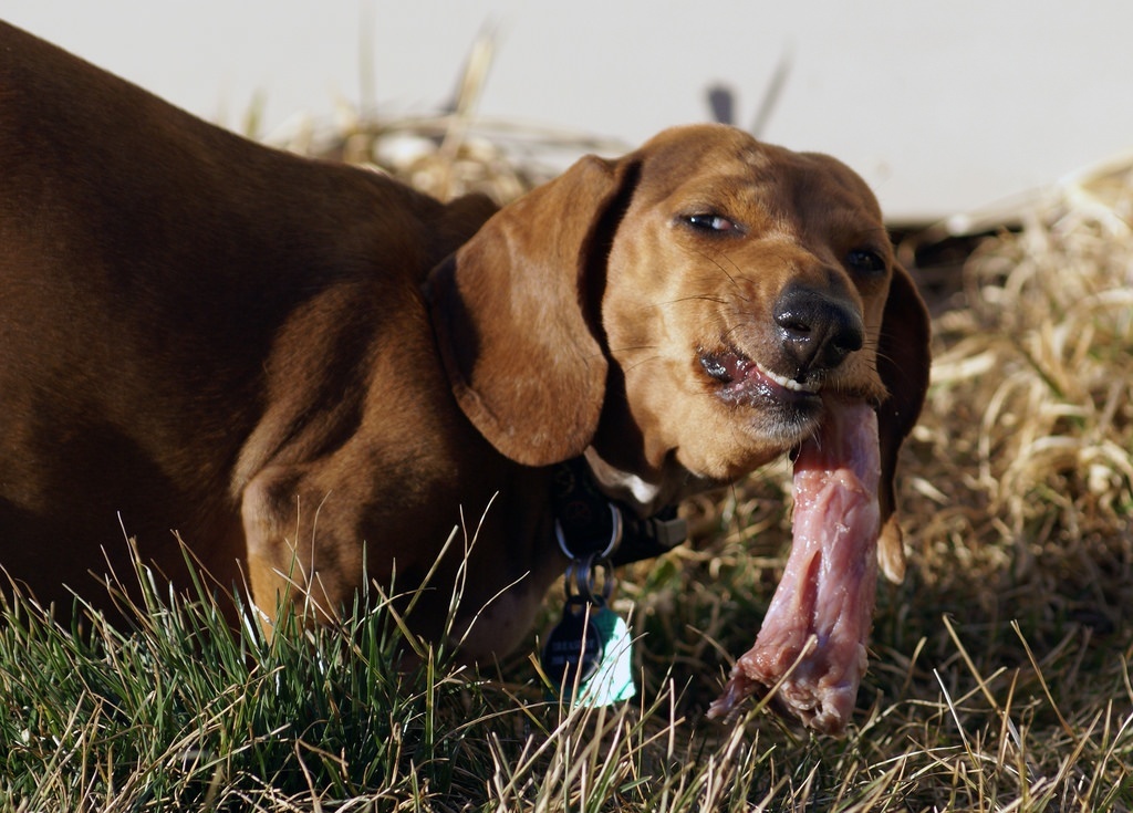 Comprehensive Guide To Raw Dog Food Animal Bliss