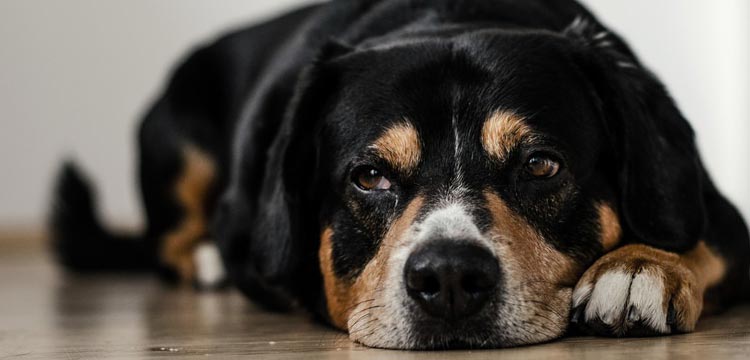 tramadol for dogs overdose