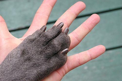 Muscle Testing for You and Your Animals: Find the Best of Anything for You or Your Pet!