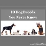 10 Dog Breeds You Never Knew Existed, World of Canines