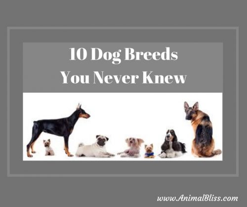 10 Dog Breeds You Never Knew Existed