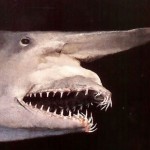 8 Amazing Animal Defenses That You Will Not Believe