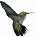 Baby Hummingbird Rescued After Attack [Video], Better Together