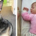 Jade the German Shepherd Saves Baby Girl
