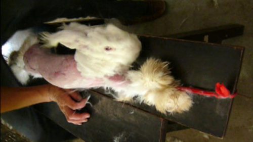 Unspeakable Terror Inside Angora Rabbit Fur Industry