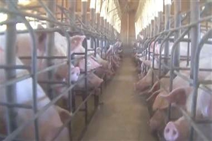 Video Showing Alleged Abuse of Factory Farm Pigs