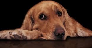 Diary of a Sad Dog Viral Video