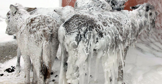 Frozen Donkeys in Turkey