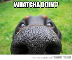 that has puppies commercial 15 hilarious commercials you to see that has puppies commercial 15 hilarious commercials you to see
