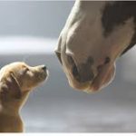 2014 Budweiser Super Bowl Commercial – “Puppy Love”, Another Great One
