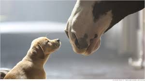 2014 Budweiser Super Bowl Commercial - "Puppy Love"