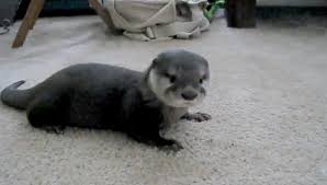 Baby Otter Named Fenway
