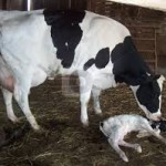 18 Images Big Dairy Do NOT Want You to See, Tragic Life of a Dairy Cow