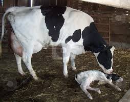 18 Images Big Dairy Do NOT Want You to See, Tragic Life of a Dairy Cow