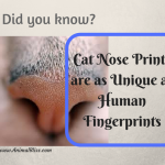 Cat Nose Prints as Unique as Human Fingerprints, Noseprint ID