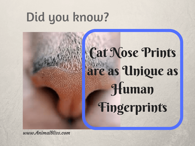 Cat Nose Prints are as Unique as Human Fingerprints
