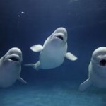 Do Beluga Whales Like Music?  Bagpipes? Mariachi Music? It’s Debatable