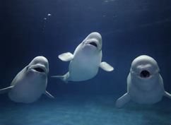 Do Beluga Whales Like Music