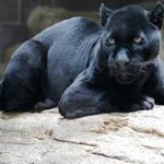 Leopard Named Spirit and an Animal Communicator, Anna Breytenbach Leopard Named Spirit and an Animal Communicator, Anna Breytenbach