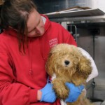 Nearly 200 Hoarded Animals Rescued in Boston Area