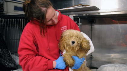 Nearly 200 Hoarded Animals Rescued From Lynnfield Home