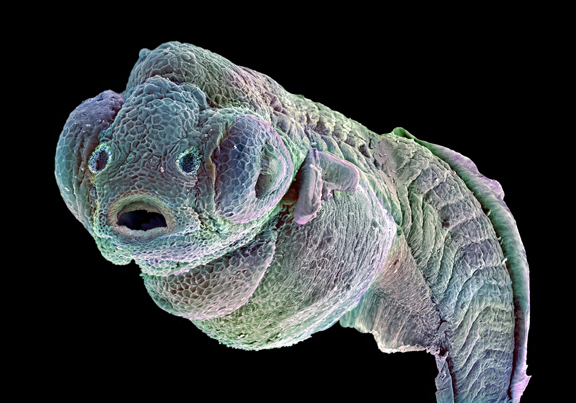4-day-old Zebrafish Embryo Micrograph Image