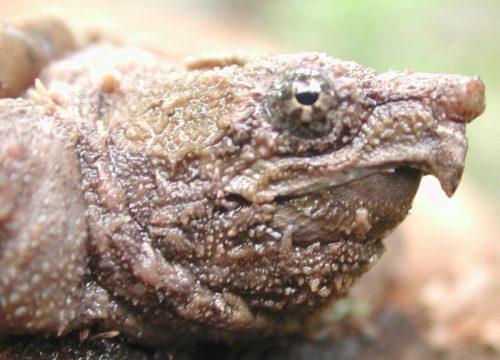 Have you heard about the huge alligator snapping turtle that was rescued from a culvert?