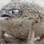 Hear the Mighty Roar of the DESERT RAIN FROG, World’s Cutest Frog Ever