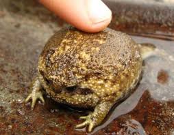 Desert Rain Frog