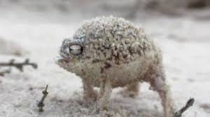 Desert Rain Frog