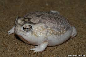 Desert Rain Frog