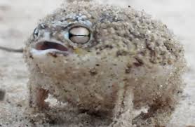 Mighty Roar of the Desert Rain Frog, World's Cutest Frog Ever