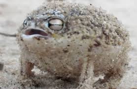 Desert Rain Frog