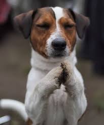 Dogs pray before eating