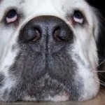 Not Only Do These Dogs Pray Before Eating, They Clean Up Afterward Too