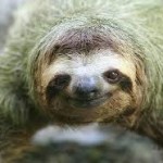 Baby Sloth Orphanage Rescue Center – Behind the Scenes