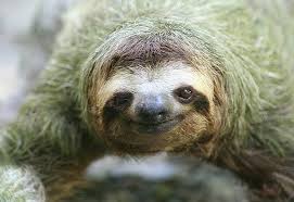 Fun Facts About Sloths