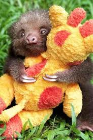 Baby Sloth Orphanage Rescue Cen