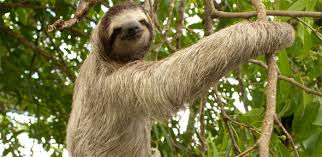 Fun Facts About Sloths