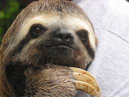 Fun Facts About Sloths