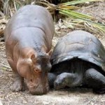 4 Unusual Animal Friendships, Why Can’t We All Just Get Along?