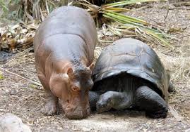 Unusual Animal friends, Hippopotamus and Tortoise