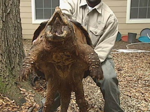 huge alligator snapping turtle